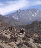 yak caravan in mountains