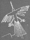 nazca-bird