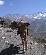 jomsom trail horse